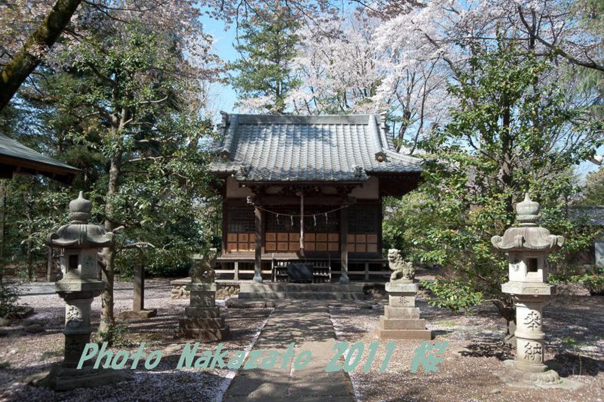 神明社の桜